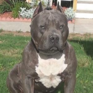 BlueNosePitBullPuppiesforSale